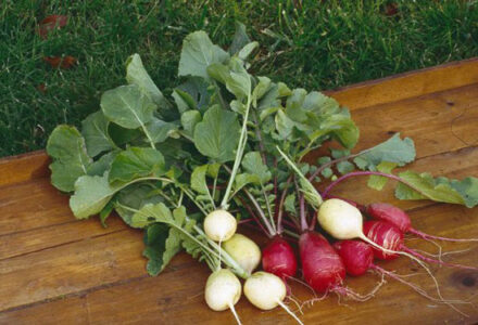 Heirloom Radish Varieties Image